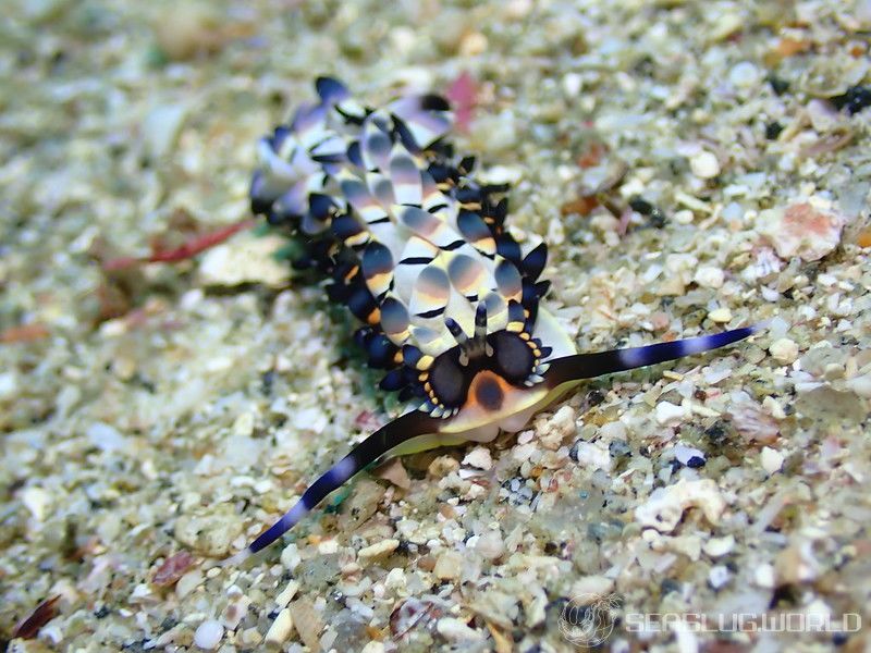 リュウキュウカスミミノウミウシ Cerberilla affinis