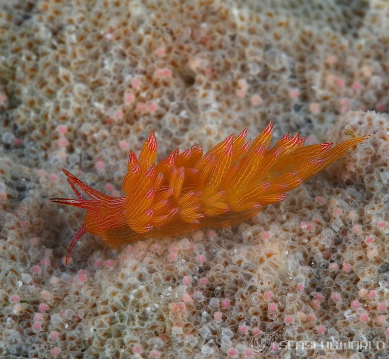 ホリミノウミウシ属の一種 31 Eubranchus sp.31