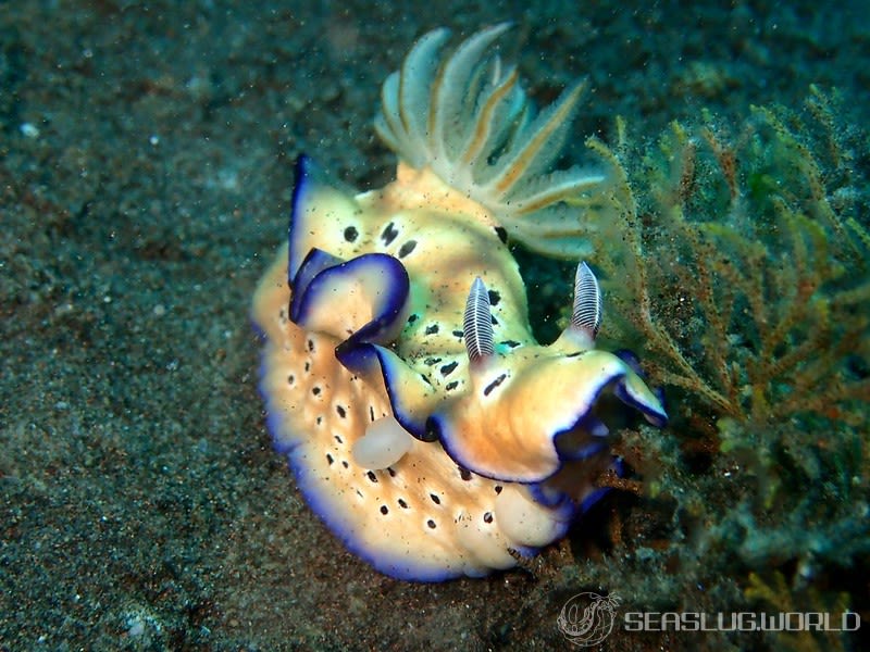 マダライロウミウシ Hypselodoris tryoni