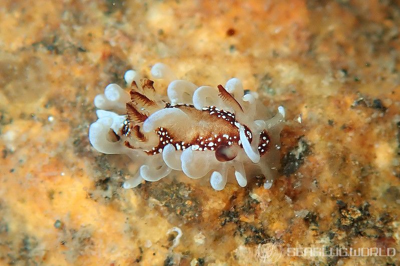 イバラウミウシ Ceratodoris barnardi