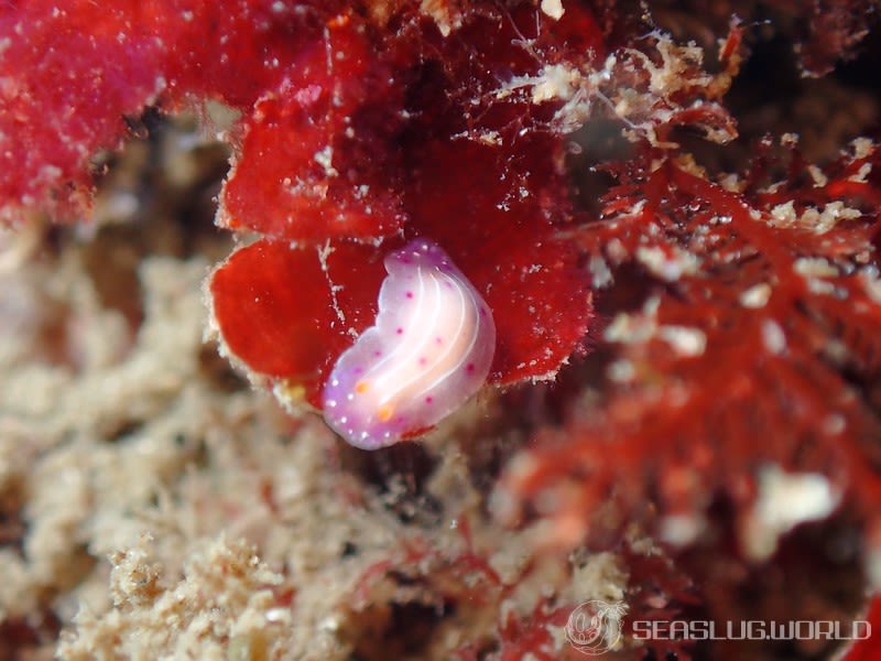 ニヨリセンテンイロウミウシ Hypselodoris maculosa