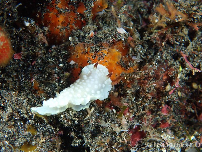 シロシキブイロウミウシ Glossodoris sp. 1