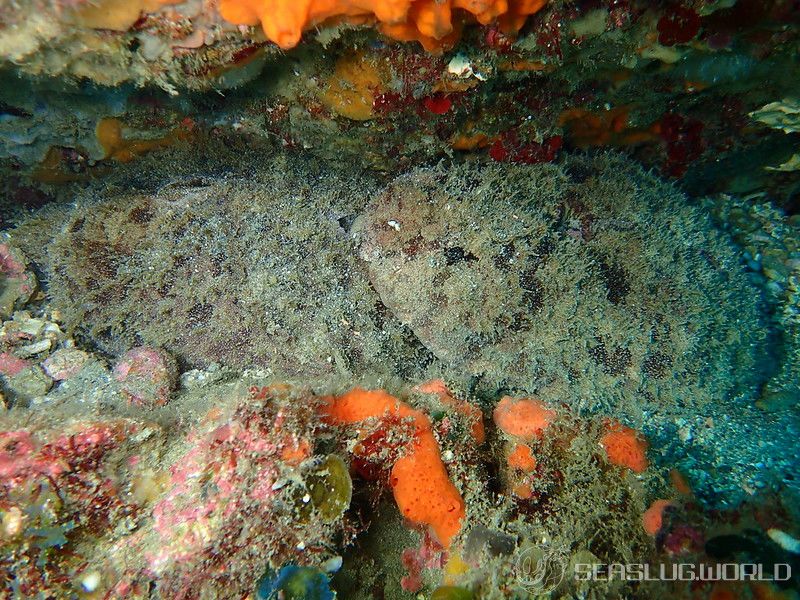 タツナミガイ Dolabella auricularia