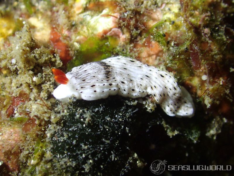 オトメウミウシ Dermatobranchus otome