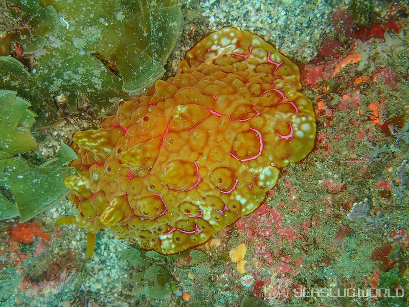 イッサイフシエラガイ Pleurobranchus mamillatus