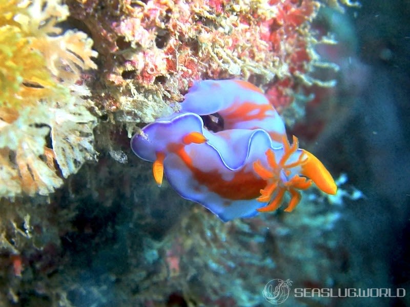 フタイロニシキウミウシ Ceratosoma bicolor