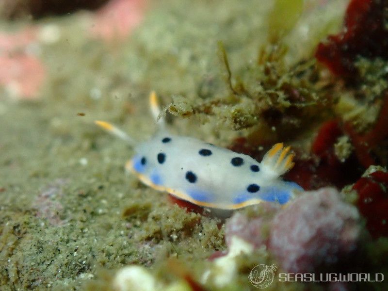 ウスイロウミウシ Hypselodoris placida