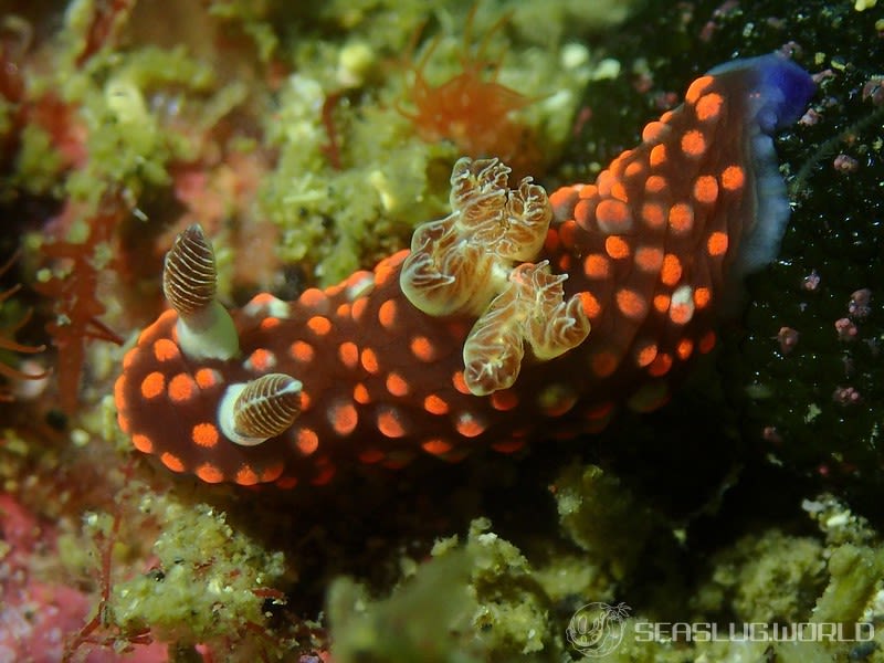 ベニゴマリュウグウウミウシ Nembrotha sp. 1