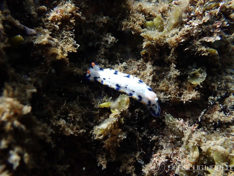 サガミイロウミウシ Hypselodoris sagamiensis