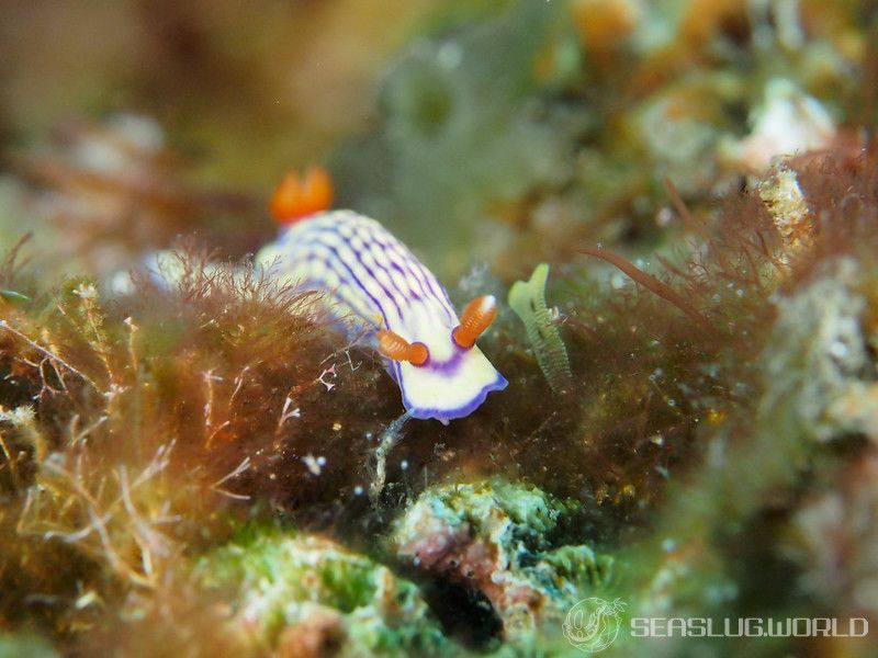 クチナシイロウミウシ Hypselodoris whitei