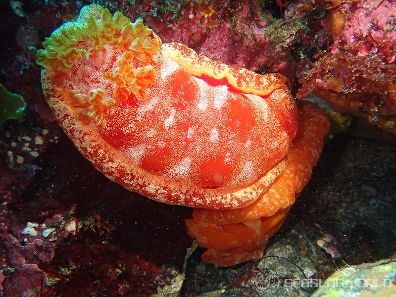 ミカドウミウシ Hexabranchus lacer