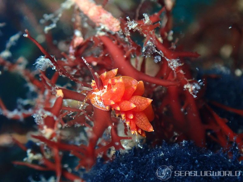 ホリミノウミウシ属の一種 24 Eubranchus sp.24