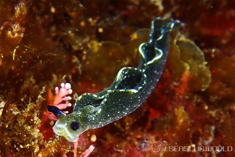 クロミドリガイ Elysia atroviridis