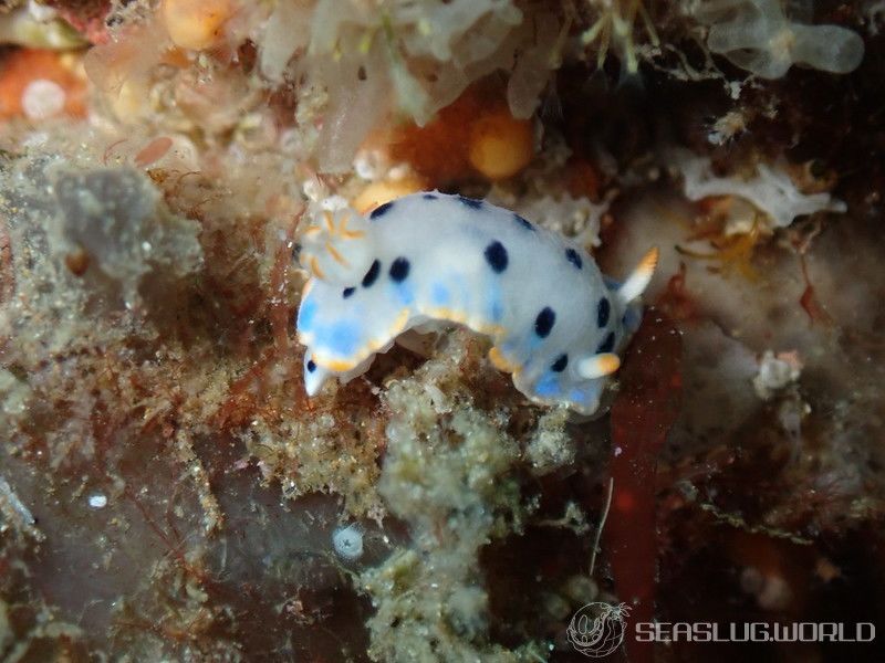 ウスイロウミウシ Hypselodoris placida