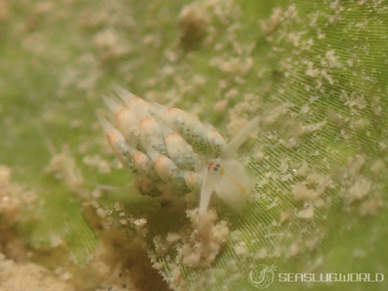 テングモウミウシ Costasiella kuroshimae