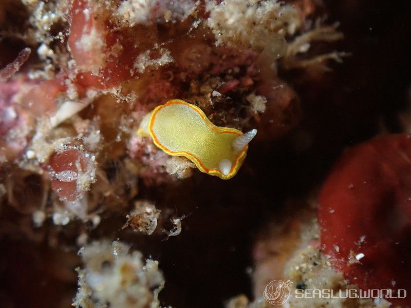 ミツイラメリウミウシ Diaphorodoris mitsuii