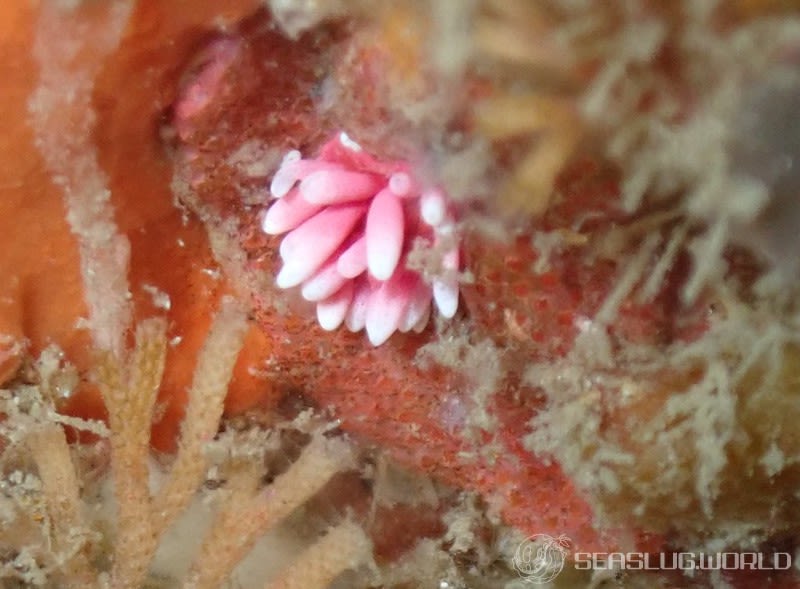 ヒロウミウシ Ceratodoris hiroi