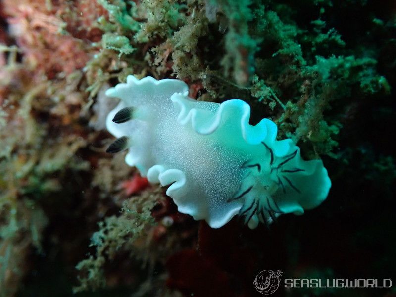 ジボガウミウシ Glossodoris misakinosibogae