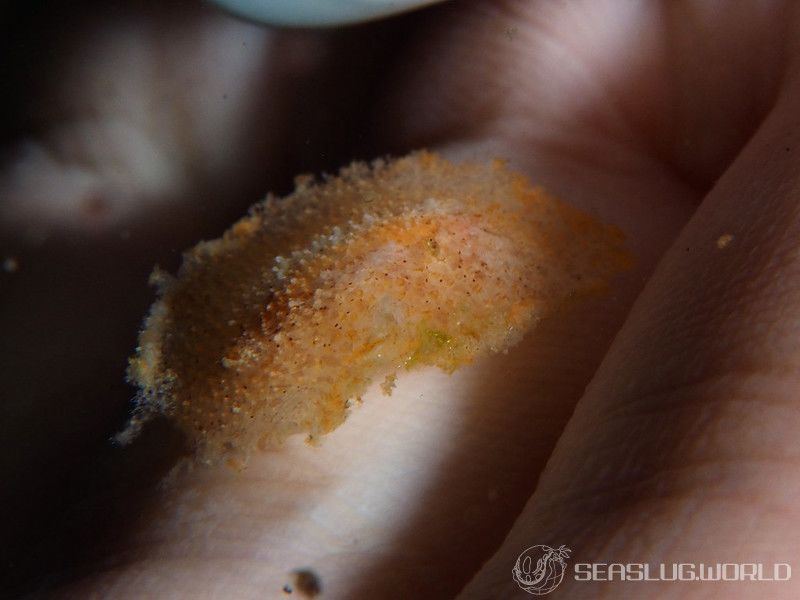 センリョウウミウシ Carminodoris bifurcata