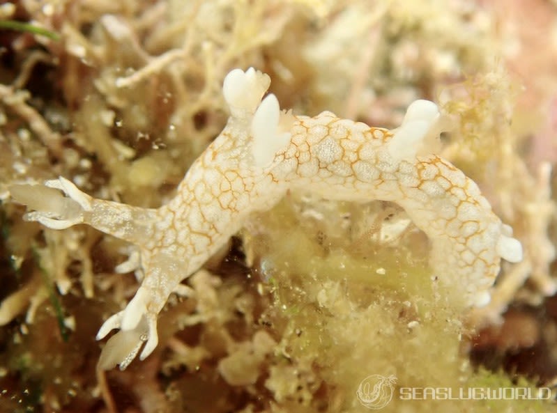 ヤマトユビウミウシ Bornella hermanni