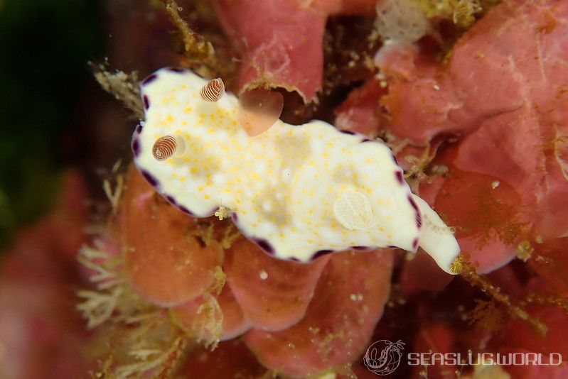 ヒメコモンウミウシ Goniobranchus rufomaculatus