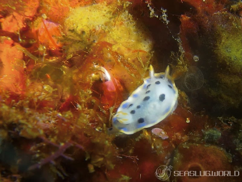 ウスイロウミウシ Hypselodoris placida