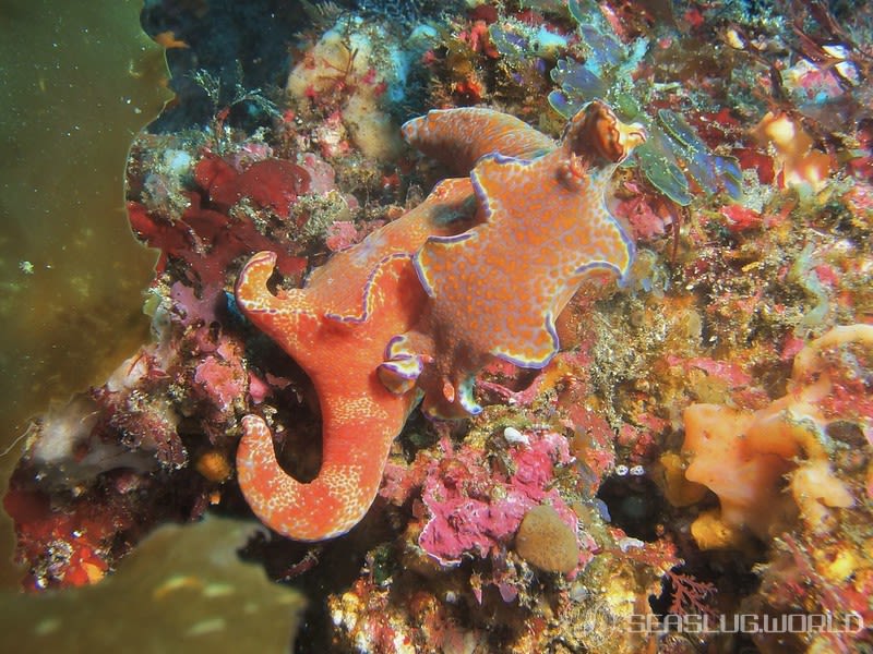 テヌウニシキウミウシ Ceratosoma tenue