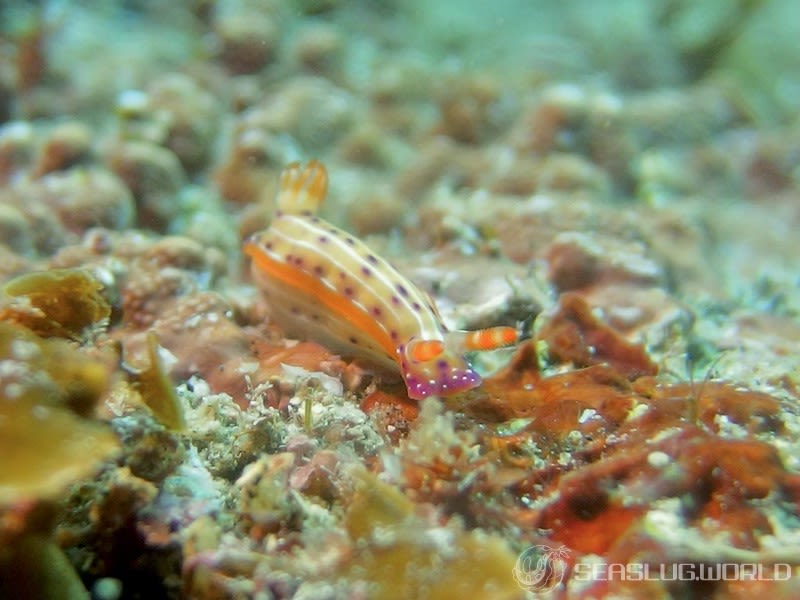 センテンイロウミウシ Hypselodoris decorata