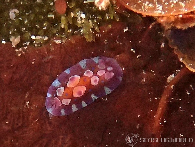 ミヤコウミウシ Dendrodoris krusensternii