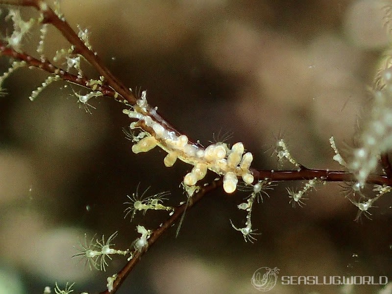 ヤマンバミノウミウシ Eubranchus putnami