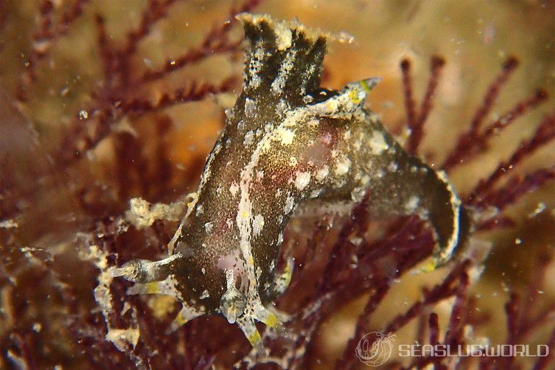 クロコソデウミウシ Polycera hedgpethi