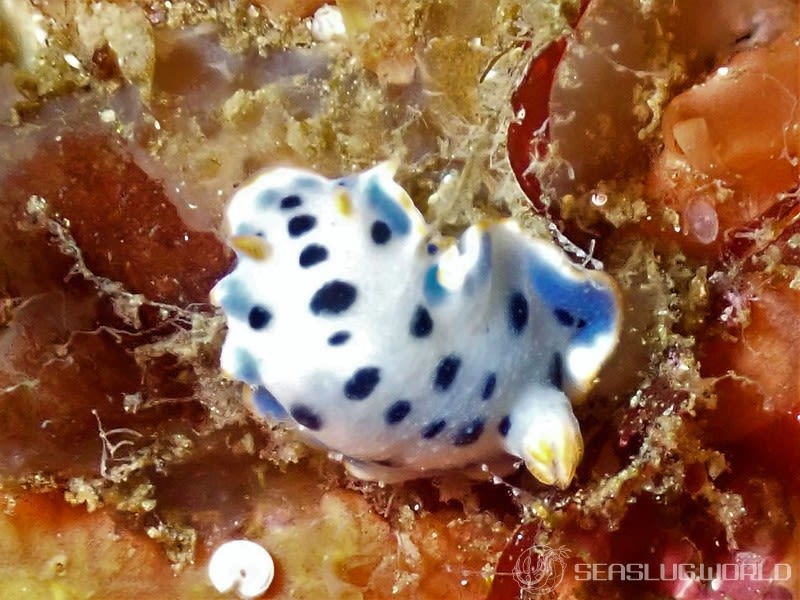 ウスイロウミウシ Hypselodoris placida