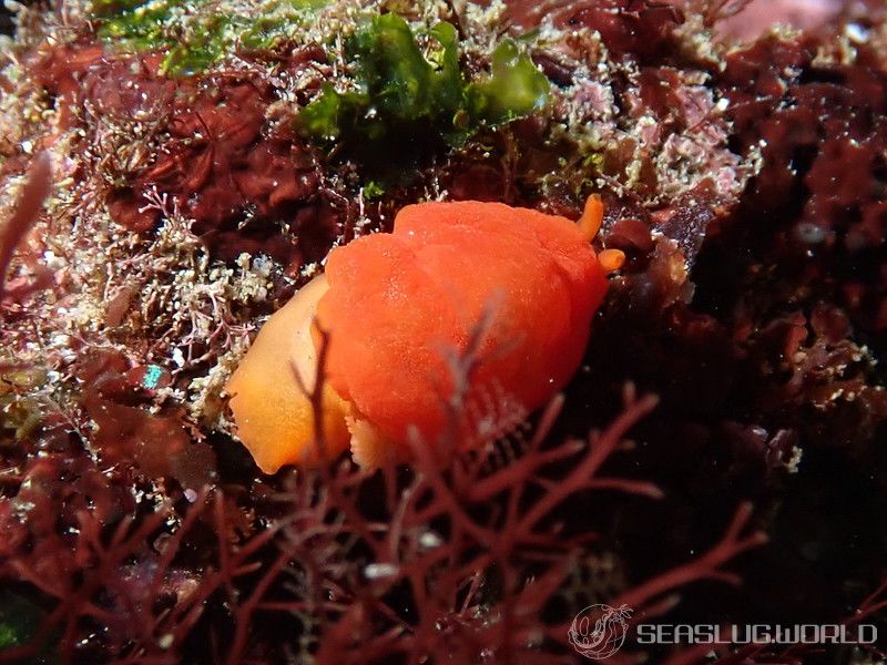 ホウズキフシエラガイ Berthellina delicata