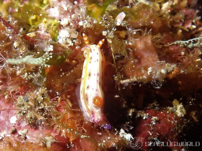 センテンイロウミウシ Hypselodoris decorata