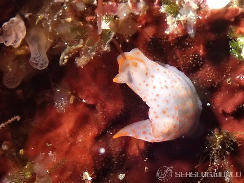 アカボシウミウシ Gymnodoris alba