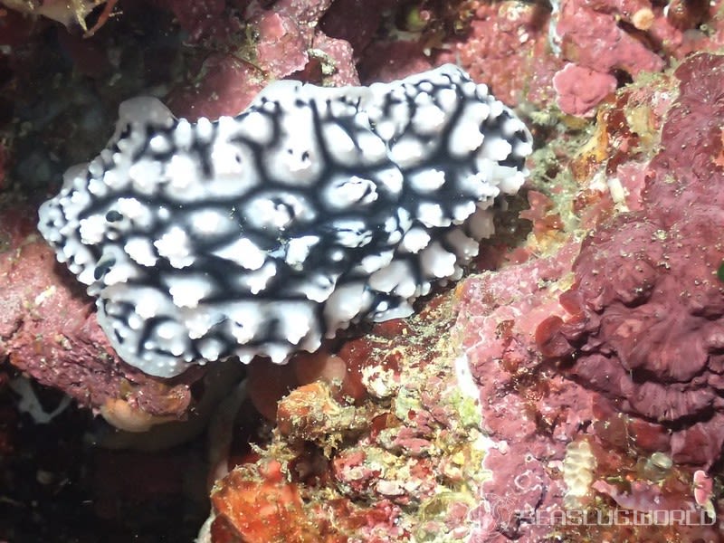 アミメイボウミウシ Phyllidiopsis krempfi