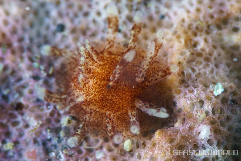 ヒメイバラウミウシ Ceratodoris plana