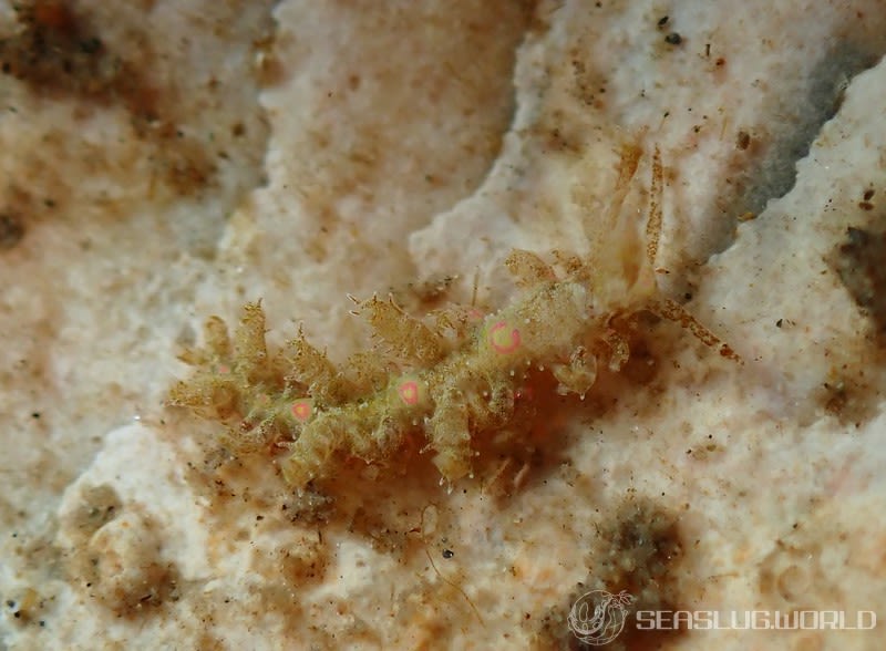 トゲミノウミウシ Limenandra confusa