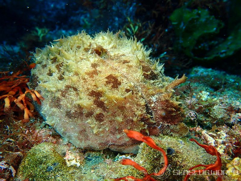 タツナミガイ Dolabella auricularia