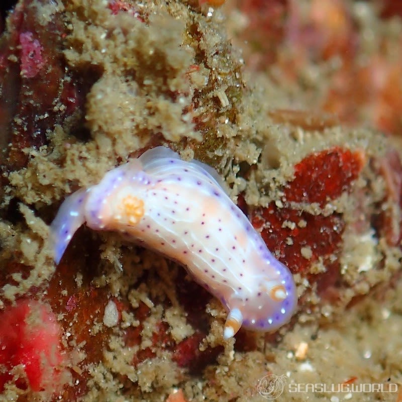 アジサイイロウミウシ Hypselodoris bertschi