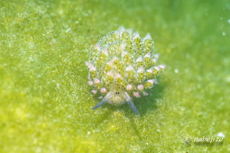 クサイロモウミウシ Costasiella paweli