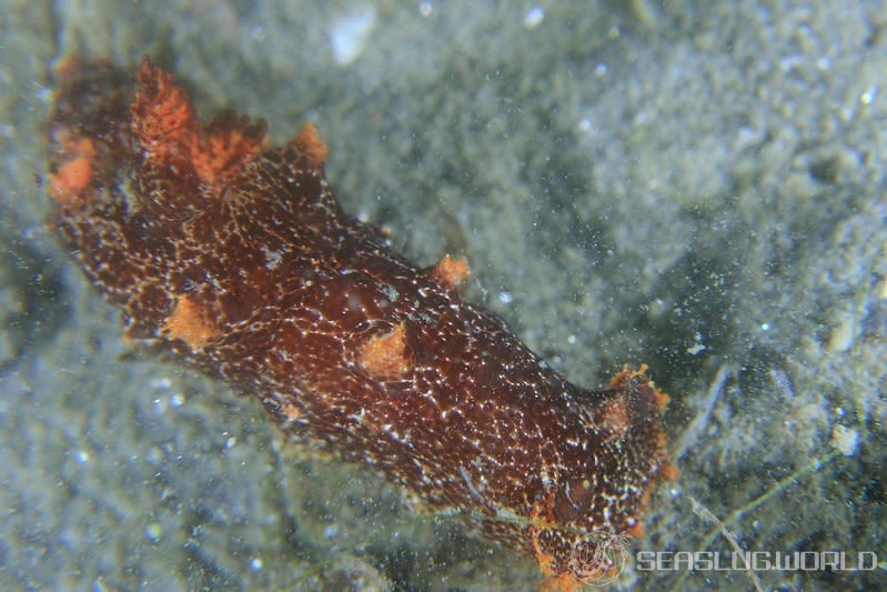 ベッコウヒカリウミウシ Plocamopherus imperialis