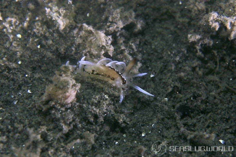 イバラウミウシ Ceratodoris barnardi