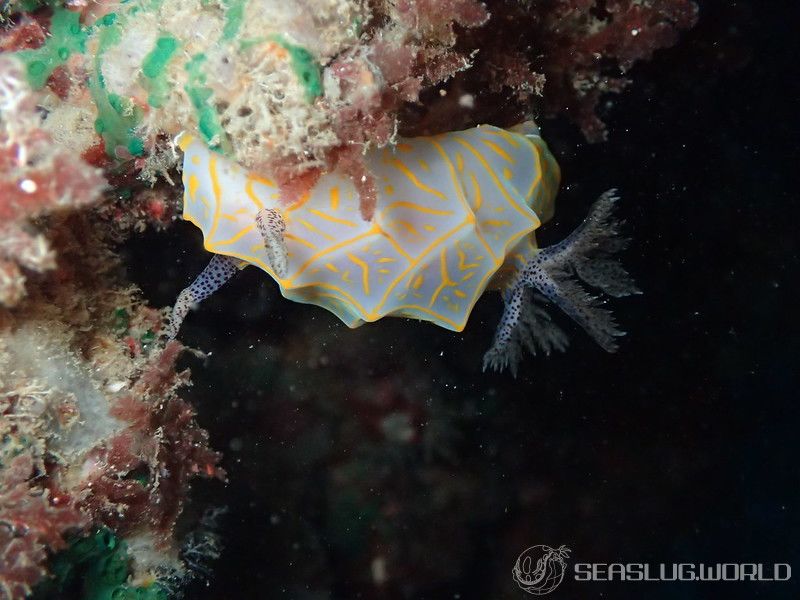 キスジカンテンウミウシ Halgerda diaphana