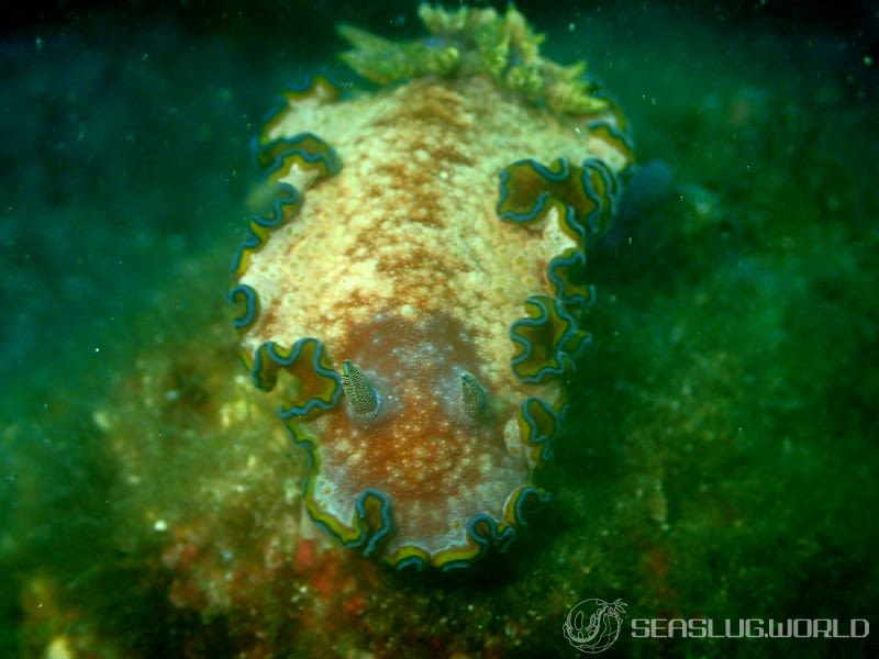 モンジャウミウシ Glossodoris cf. cincta