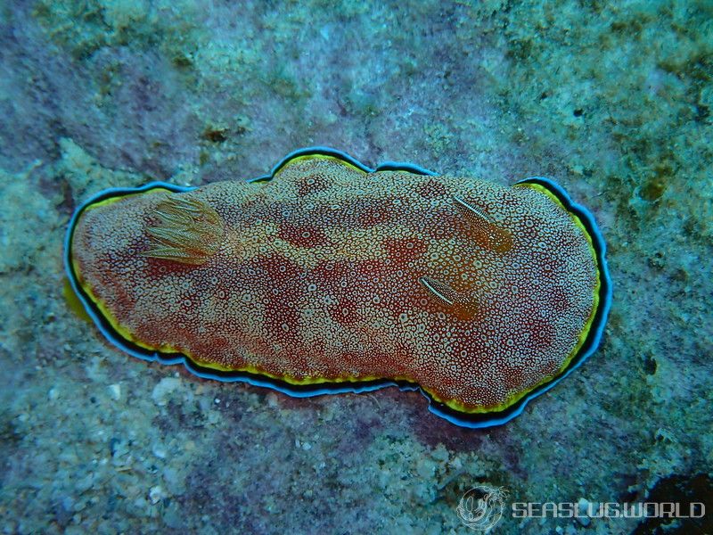 ホムライロウミウシ Goniobranchus albopunctatus