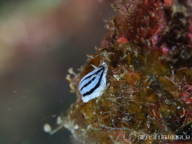 シロウネイボウミウシ Phyllidiopsis xishaensis