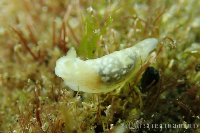 オキナワキヌハダウミウシ Gymnodoris okinawae