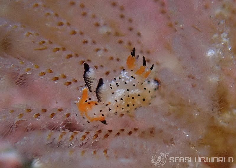 クロゴマフジタウミウシ Polycera sp. 9