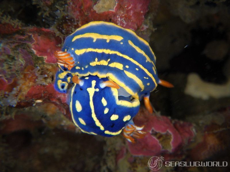 アオウミウシ Hypselodoris festiva